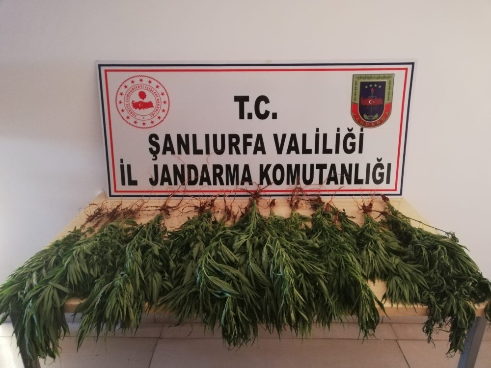 Şanlıurfa’da çok miktarda uyuşturucu ele geçirildi