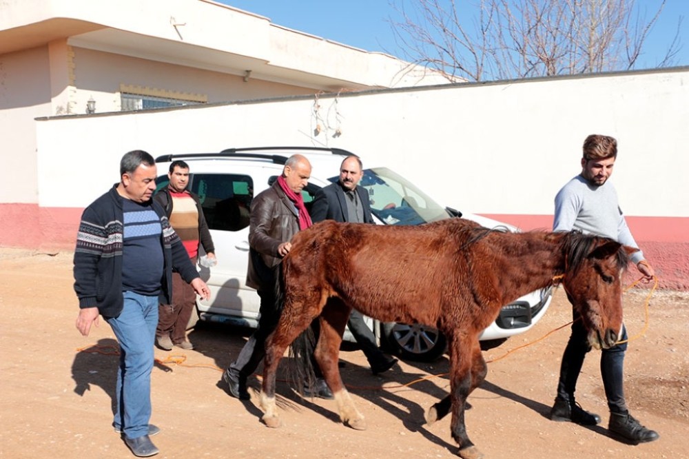 Sosyal medyaya yansıyan sahipsiz ata şefkat eli uzandı