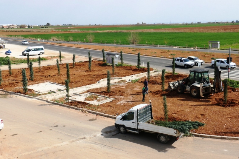 Akçakale ile Harran yolunda ağaçlandırma çalışması