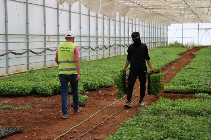 ATA TOHUMUNDAN ÜRETİLEN 200 BİN İSOT FİDESİ TOPRAKLA BULUŞTU