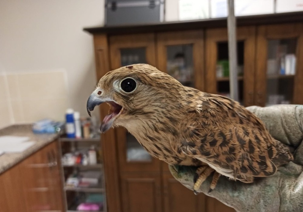 Tedavileri tamamlanan 3 kerkenez doğaya bırakıldı