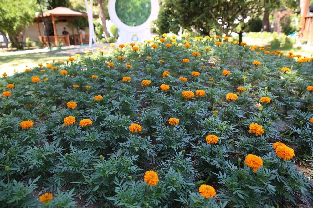 Haliliye’de parklar çiçeklerle donatılıyor