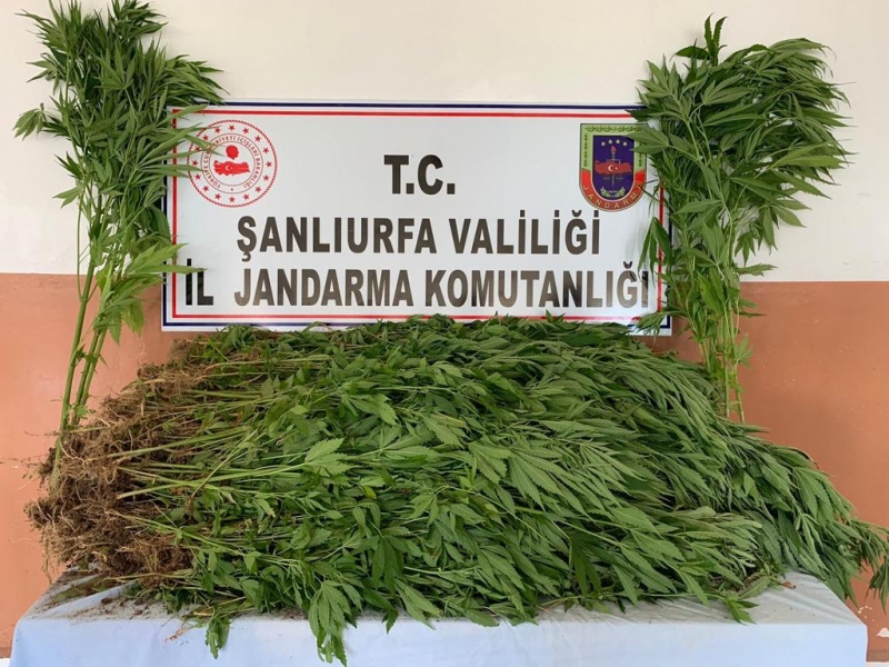 Şanlıurfa’da 2 bin 367 kök kenevir ele geçirildi