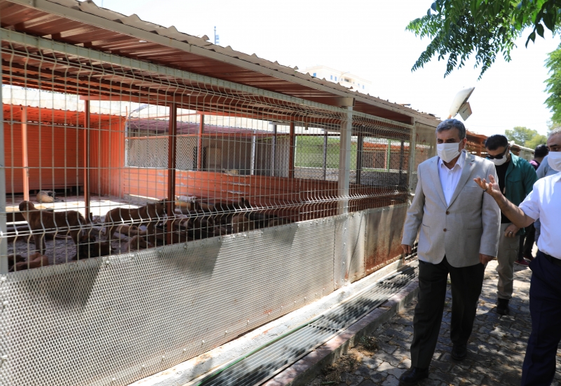 BAŞKAN BEYAZGÜL, HAYVAN BARINAĞINI ZİYARET ETTİ