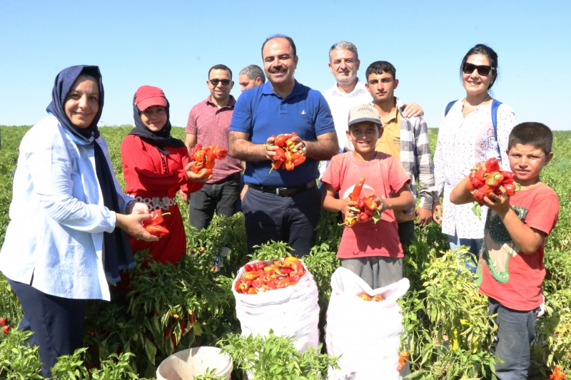 Başkan Çiftçi isot Hasadına Katıldı