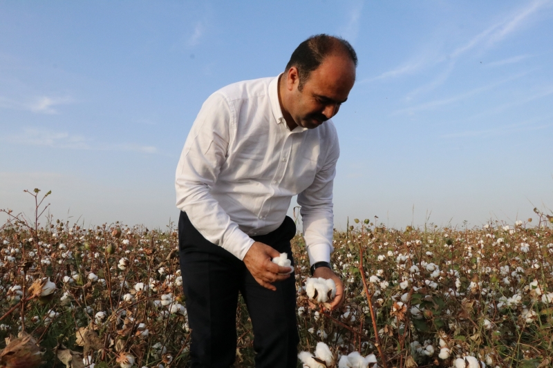 Başkan Çiftçi Pamuk Hasadında