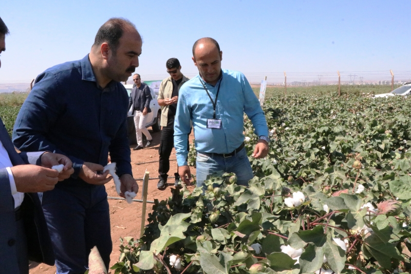 Başkan Çiftçi,Yerli Tohumla Üretilen Pamuk Hasadına Katıldı