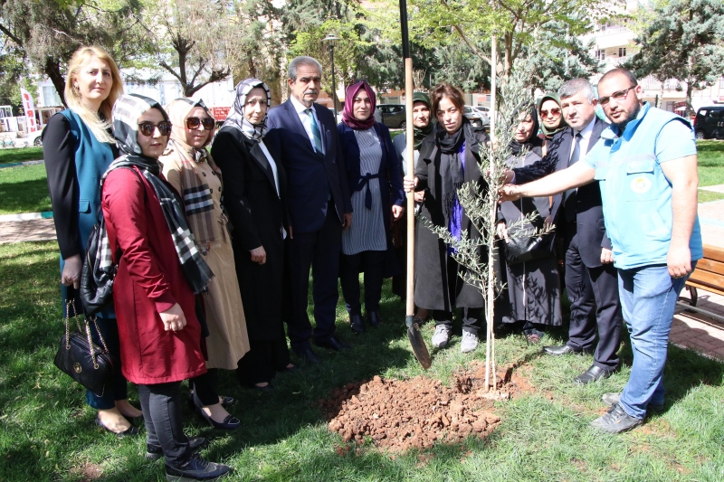 Başkan Demirkol, Şehit Annesi İle “Zeytin” Fidanı Dikti