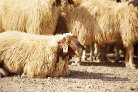 Bayraktar: ″Küçükbaş hayvancılık ülkeye milyarlar kazandırır″