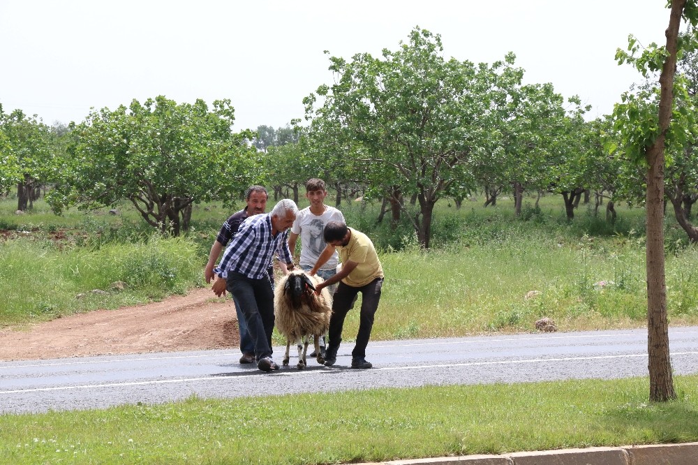 Tören alanında kaçan kurbanlık koyun zor anlar yaşattı