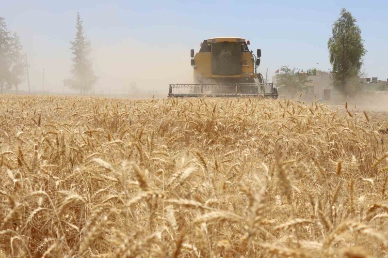 Belediyede hasat zamanı