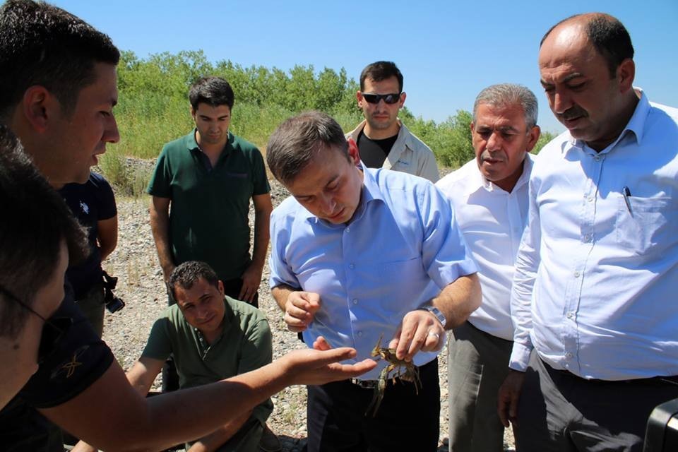 Birecik’te Kerevit aşılama projesi hedefine ulaşıyor