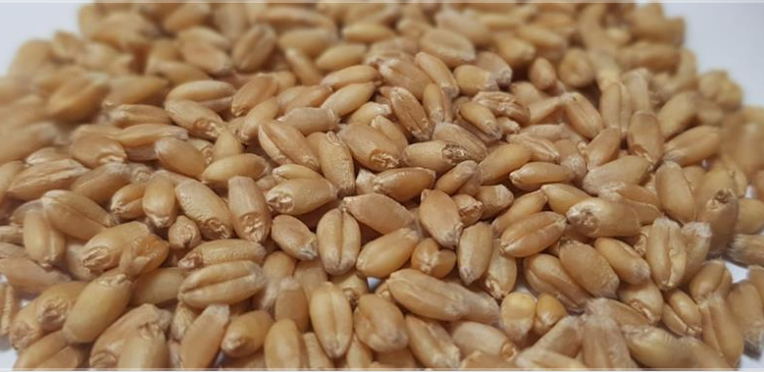 BÖLGEMİZ İÇİN YENİ TOHUMLAR TESCİL EDİLDİ