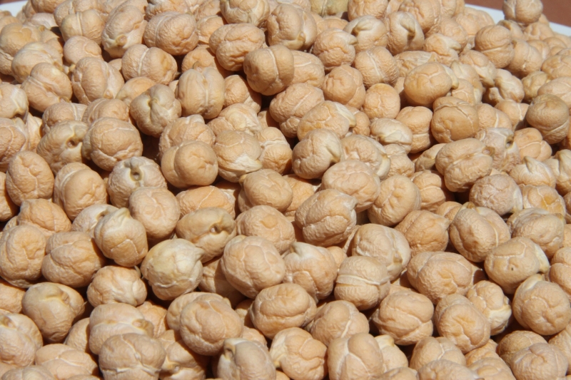 Bölgemize Uygun Yeni Nohut Çeşidi Tescillendi