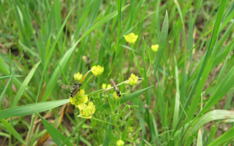 Buğdaya Zarar Veren Ekin Saparılarıyla Nasıl Mücadele Edilir?