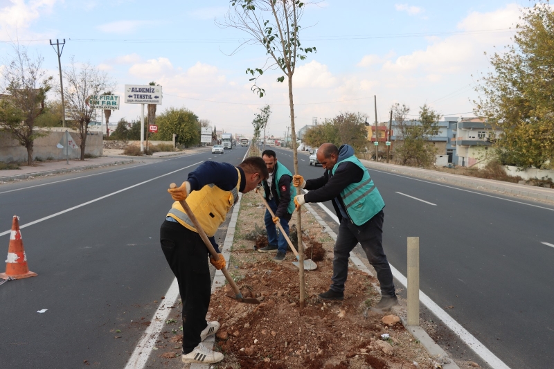 BÜYÜKŞEHİR DAHA YEŞİL BİR ŞANLIURFA İÇİN AĞAÇLANDIRMA ÇALIŞMALARINI SÜRDÜRÜYOR