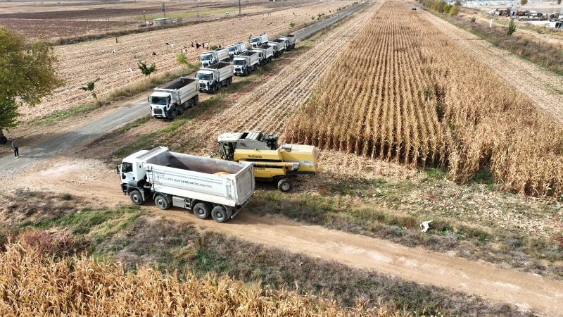BÜYÜKŞEHİR MISIR HASADINA BAŞLADI