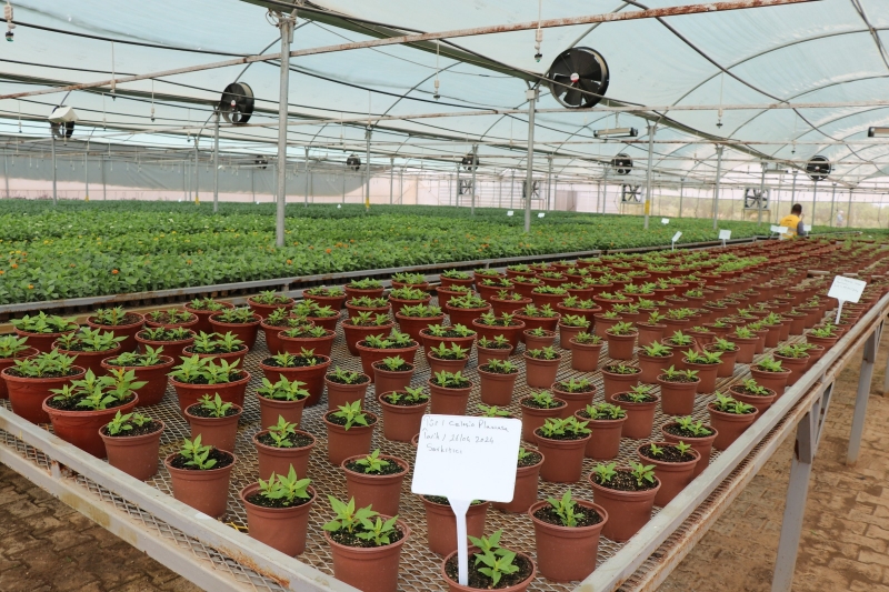 BÜYÜKŞEHİR SERALARINDA ÜRETİLEN ÇİÇEKLER CADDE VE SOKAKLARI SÜSLÜYOR