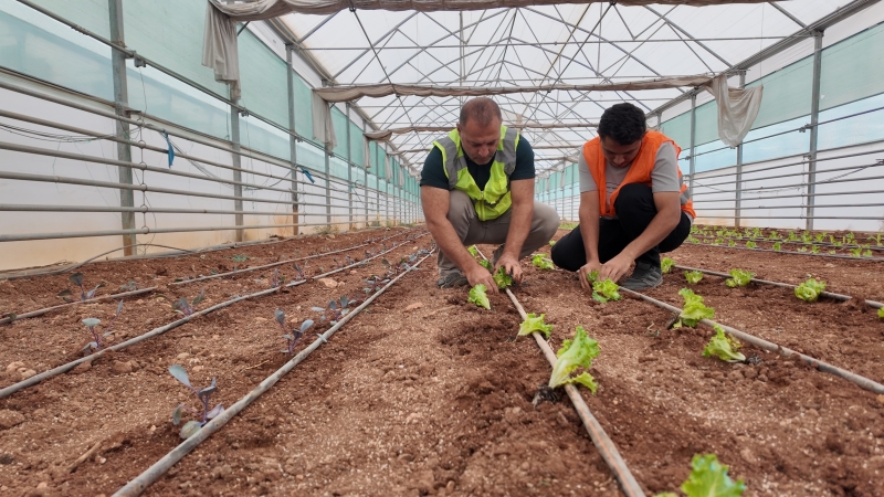 BÜYÜKŞEHİR, SERASINDA KIŞLIK SEBZE DİKİMİ GERÇEKLEŞTİRİLDİ