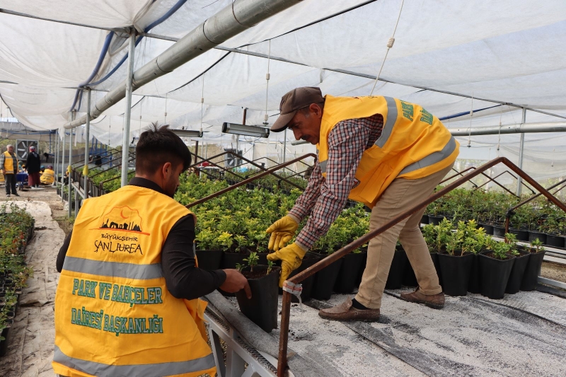 BÜYÜKŞEHİR YILDA 5 MİLYONDAN FAZLA ÇİÇEK ÜRETİYOR