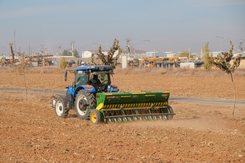 BÜYÜKŞEHİR’DEN 270 DÖNÜM ALANDA EKMEKLİK BUĞDAY EKİMİ