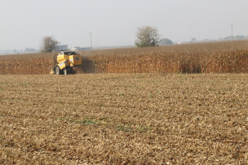 BÜYÜKŞEHİR’DEN MISIR HASADI