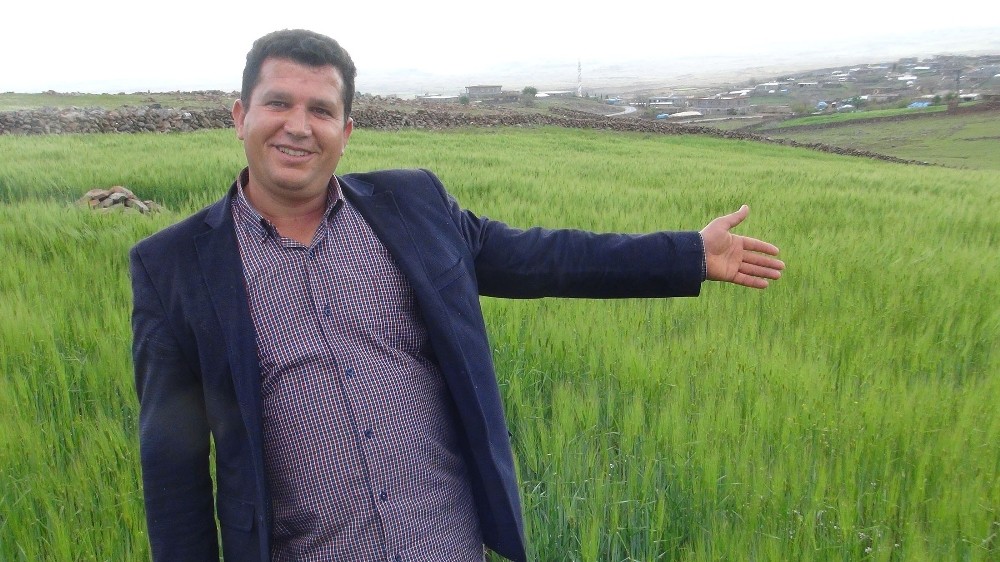 Son yağışlar Şanlıurfalı çiftçiyi sevindirdi