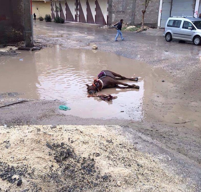 Elektrik akımına kapılan at telef oldu