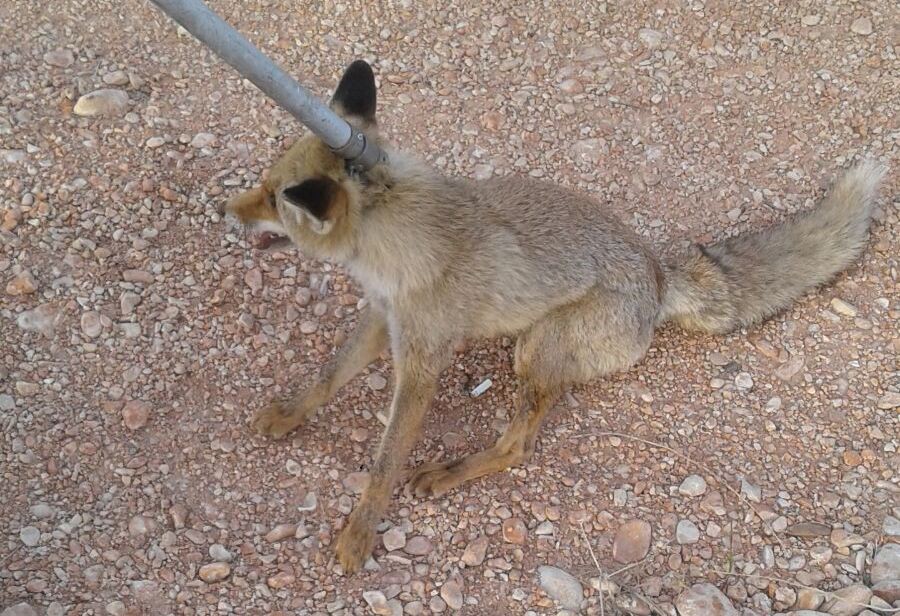 Kuyuya düşen tilki itfaiye tarafından kurtarıldı