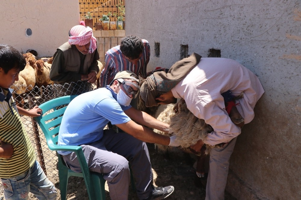 Türk veterinerler Suriye’deki hayvanları aşılıyor