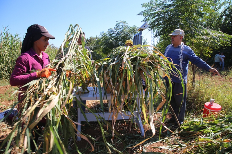 Çetiner "İnci darısı kaba yem üretimine katkı sağlayacak"