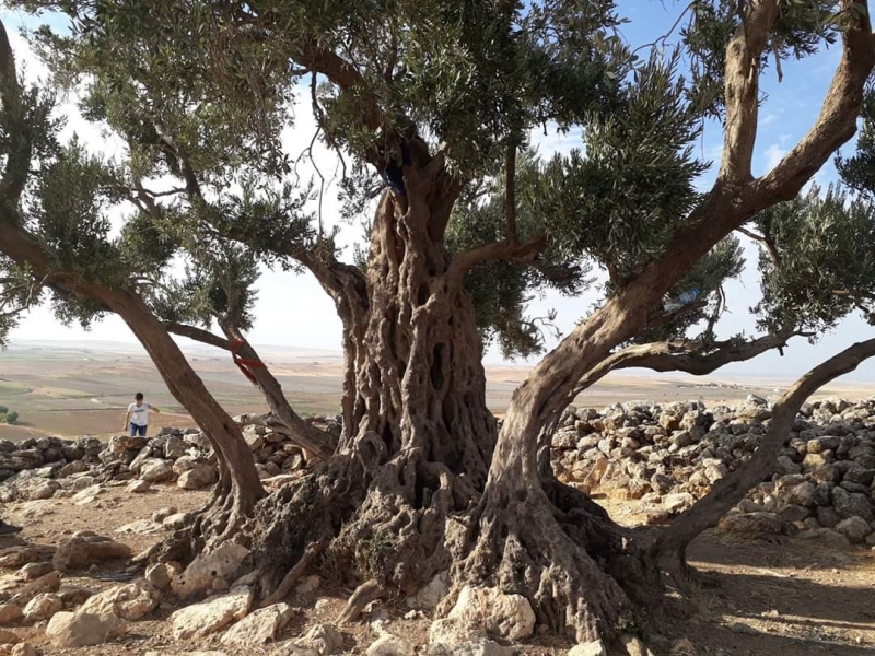 CUDİ ZEYTİNİ 1350 YAŞINDA