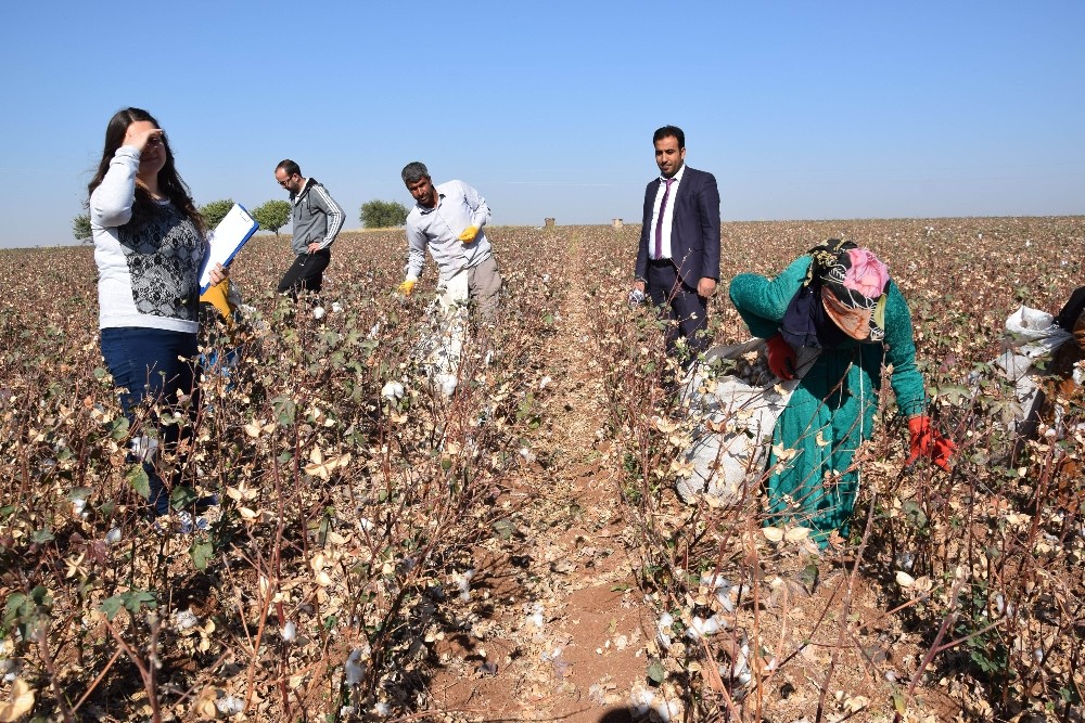 Tarlada öğrenci avı