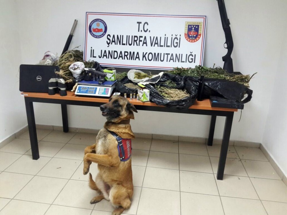 Şanlıurfa’da uyuşturucu operasyonunda 1 kişi yakalandı