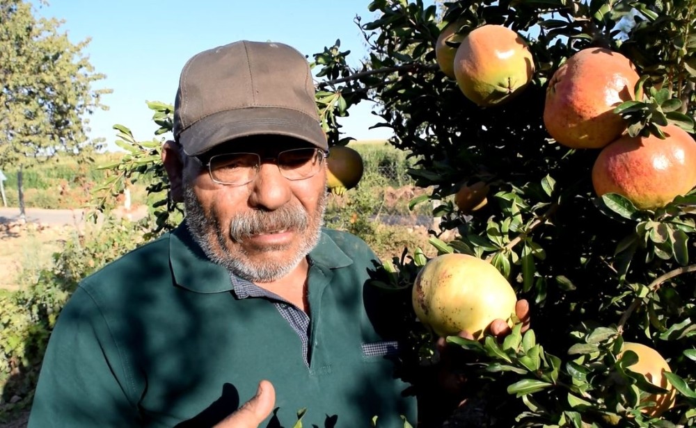 Bu da nar yetiştiren Eko Dede