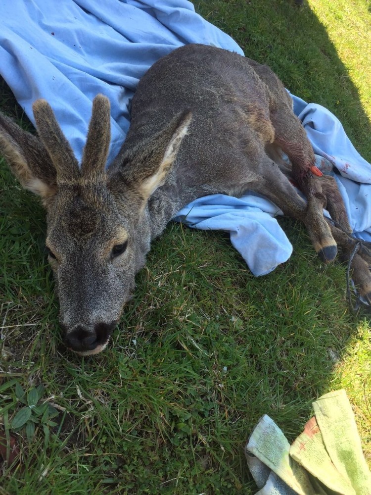 Yaralı Karacaya Jandarma şefkati