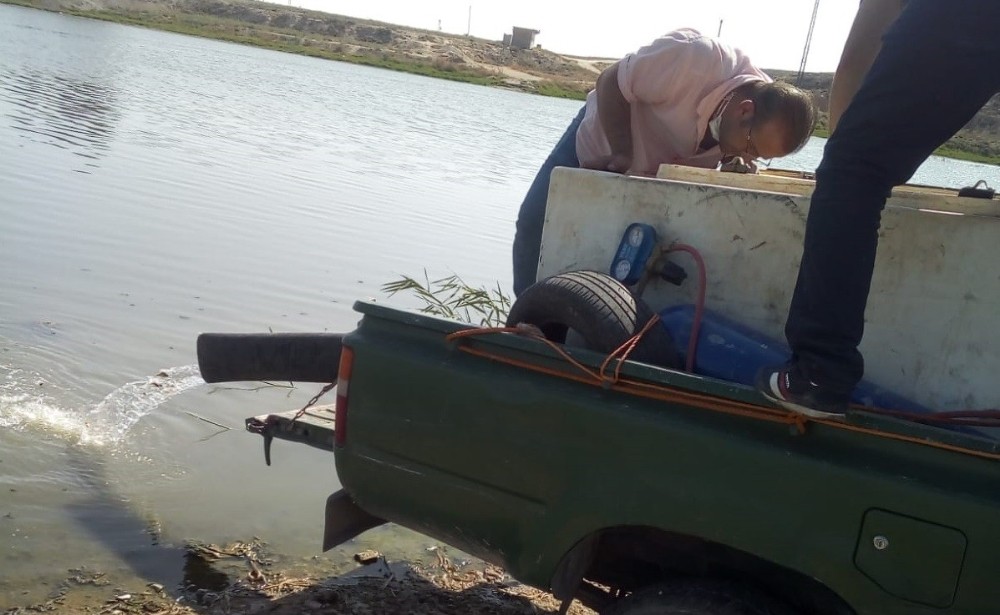 Telabyad’daki göletlere 520 bin yavru sazan bırakıldı