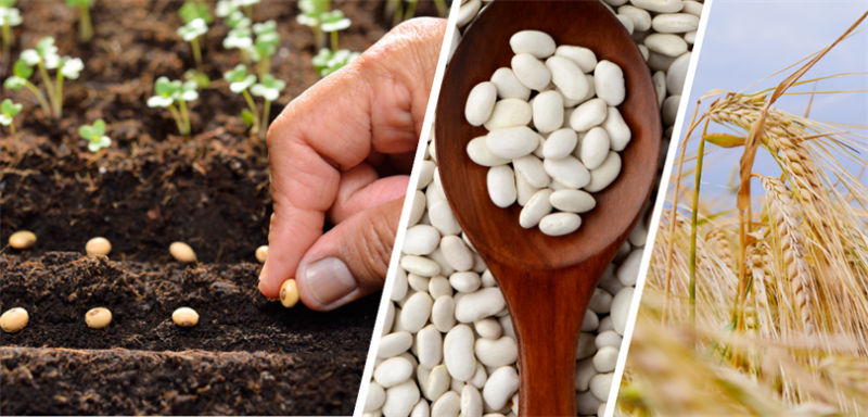 DEPREM BÖLGESİNDEKİ TOHUM DESTEGİ YÜZDE 100 ARTIRILDI