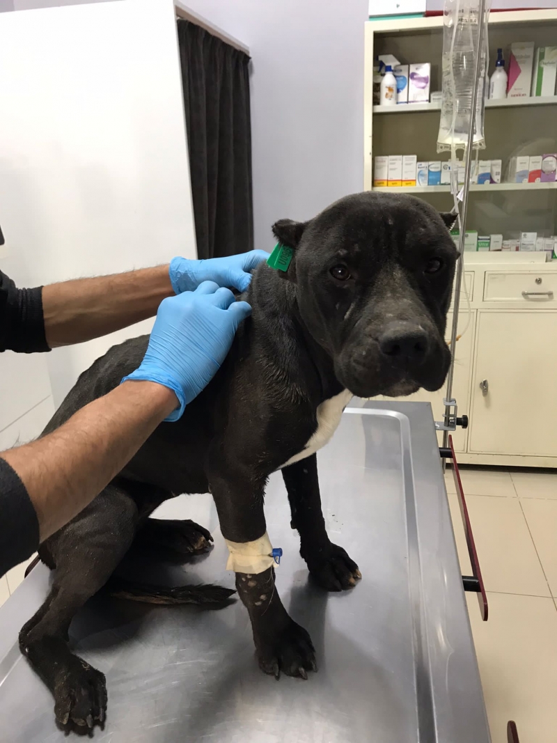 DEPREMDE YARALANAN CAN DOSTLAR AMELİYAT EDİLDİ