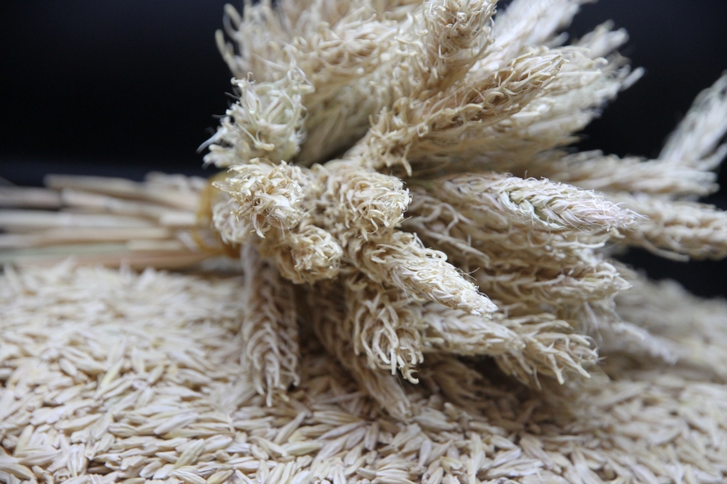 DÜNYADA BİR İLK! KILÇIKSIZ ARPA ÜRETTİLER