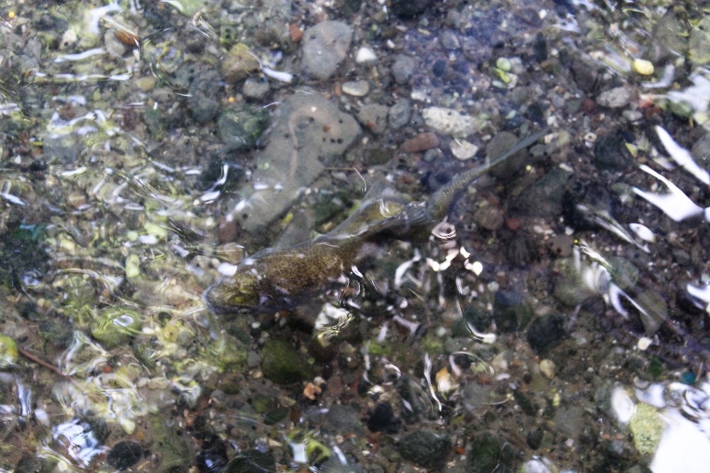 Balıklıgöl’de eğri balık görenleri şaşırttı