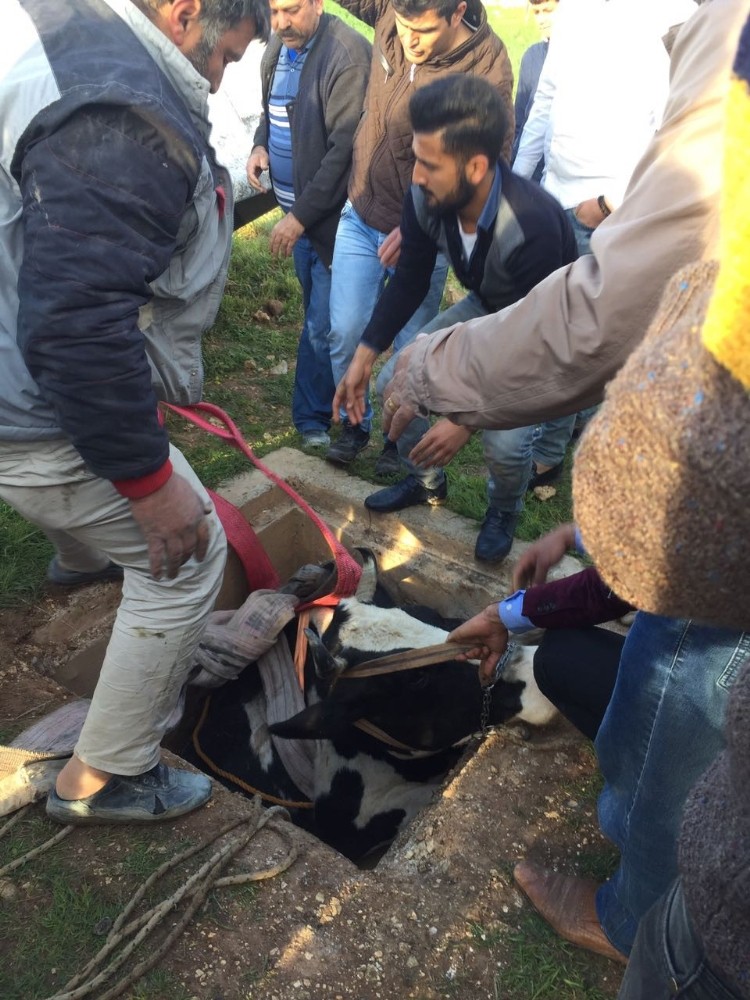 Kuyuya düşen inek kepçeyle kurtarıldı