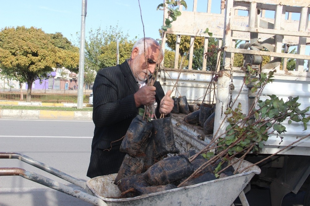 Şanlıurfa’da fıstık fidanları ekilmeye başlandı