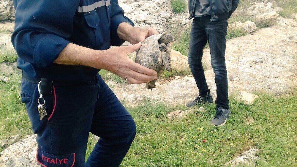 Kayanın altına sıkışan kaplumbağayı itfaiye ekipleri kurtardı