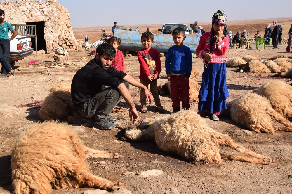 Pamuk tarlasına giren koyunlar telef oldu
