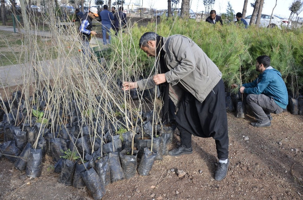 Siverek’te halka ücretsiz fidan dağıtıldı