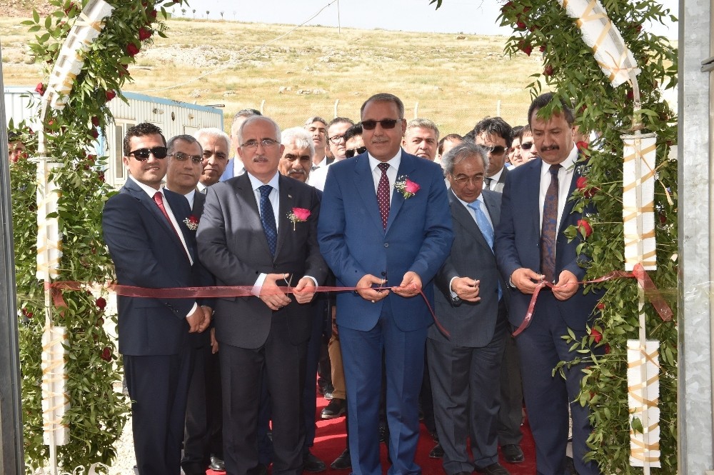 Karagül süs bitkileri sektörüne kazandırılıyor