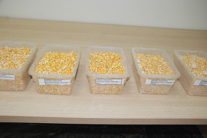 Dane mısır ihalesi yapıldı