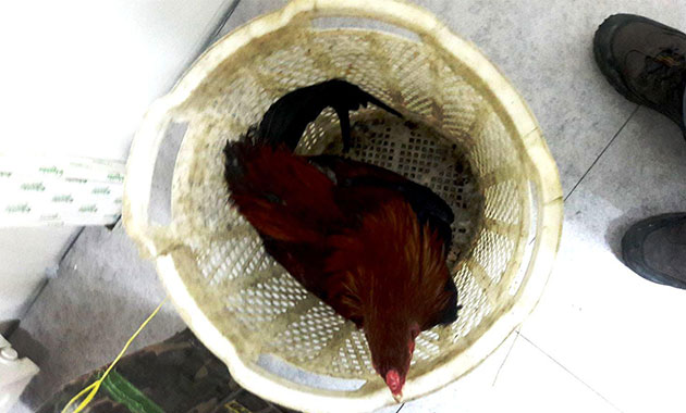 Evde horoz dövüştürenlere operasyon: 16 gözaltı