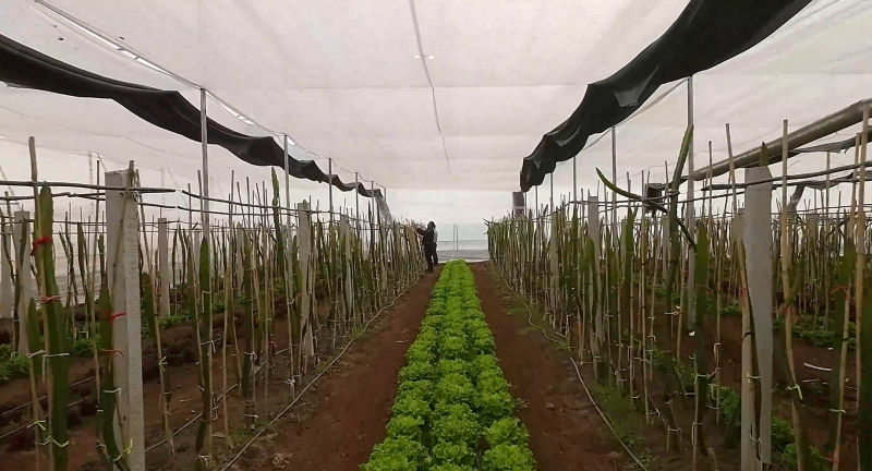 Eyyübiye Sera Kent Dört Mevsim Üretim Yapacak